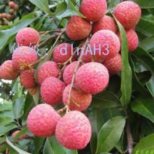 չ滮